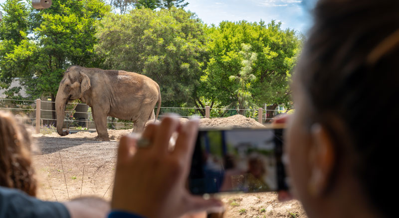 A person taking a photo of an elephant at the San Diego Zoo