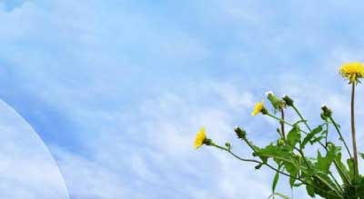 Sprouting dandelions against a clear sky