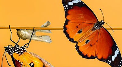 Butterflies coming out of their chrysalis