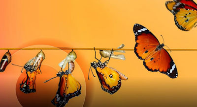 A series of butterflies emerging from their chrysalises against an orange background