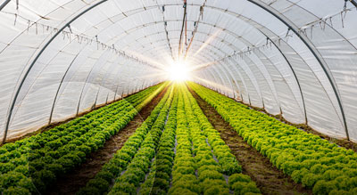 A greenhouse filled with rows of lush green plants, bathed in sunlight filtering through the structure