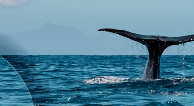 A whale's tail emerging from the ocean with mountains in the background