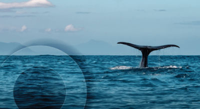 A whale’s tail visible above the ocean surface